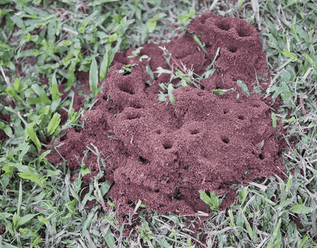 Reddish-brown fire ant mound with several small entry holes in a grassy lawn, highlighting the type of infestation targeted by WeedPro’s fire ant control services.