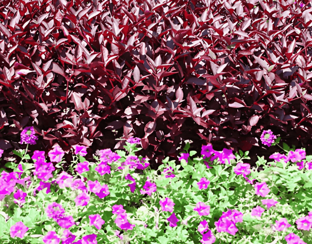 A healthy flower border with deep burgundy shrubs and magenta blooms, fully hydrated by professional irrigation.
