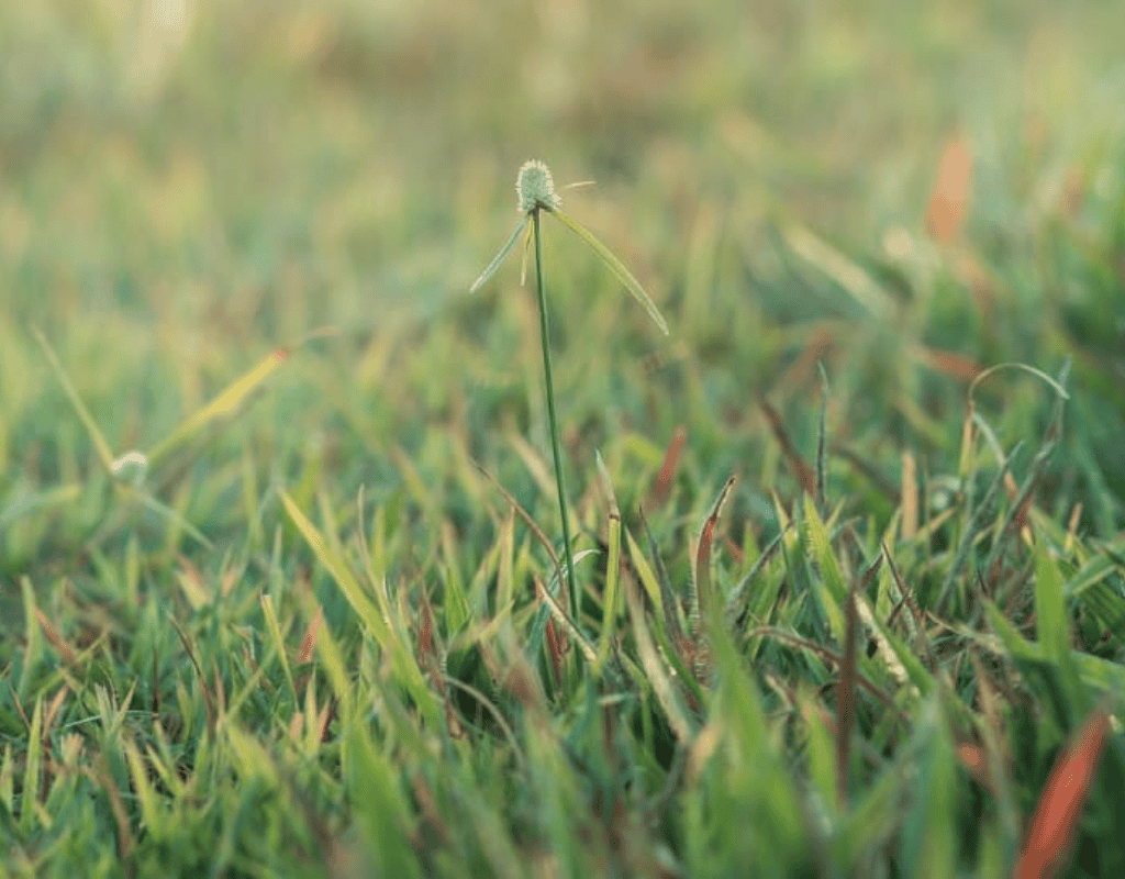 Single grass seedhead rising from a green lawn, representing early weeds intercepted by pre-emergent application.