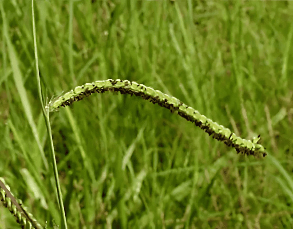 A tall, slender grass seedhead protruding above green turf, representing the common weeds targeted by WeedPro’s selective control services.