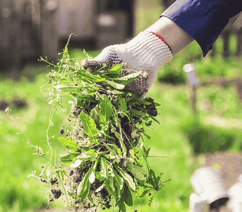 Gloved hand lifting a clump of broadleaf weeds from rich soil at the edge of a planting bed, demonstrating targeted bed-weed removal.