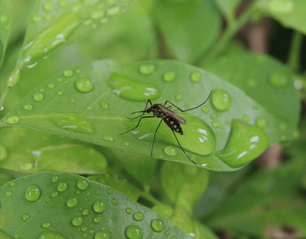 Mosquito perched on a dew-covered leaf