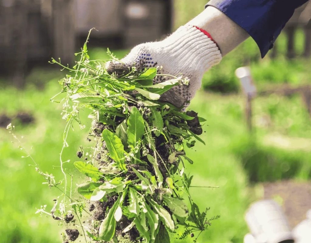 Gloved hand lifting a clump of broadleaf weeds from rich soil at the edge of a planting bed, demonstrating targeted bed-weed removal.