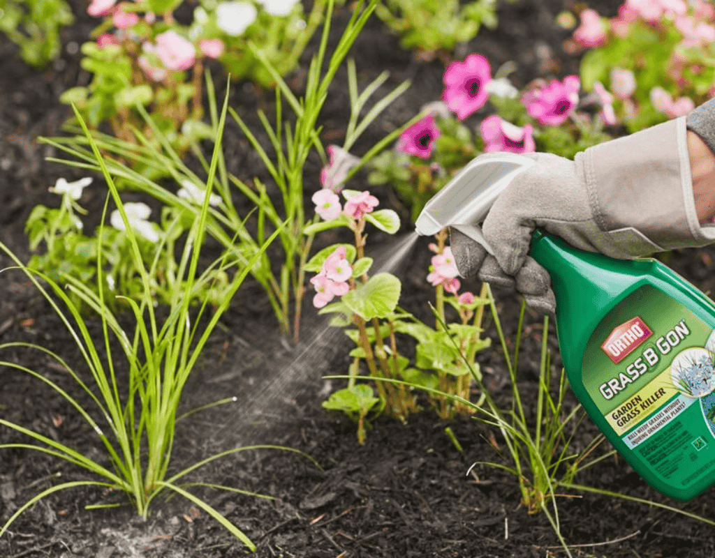 Gloved hand spraying Ortho Grass-B-Gon around pink flowers and new shoots in a mulch bed, demonstrating spot weed control.