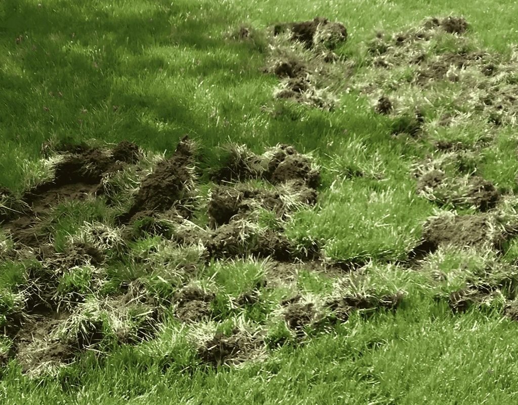 Grass uprooted in irregular clumps, showing damage caused by subterranean grub feeding.