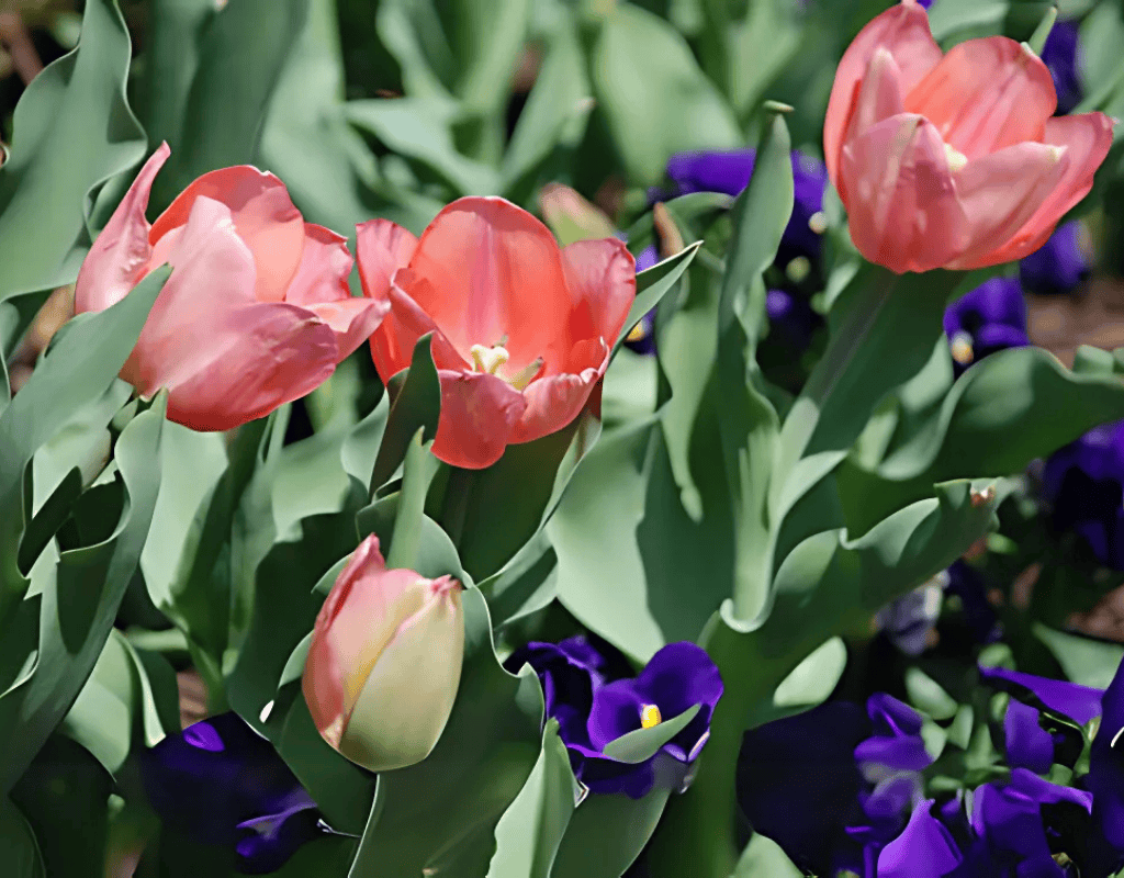 Close-up of coral-pink tulips and purple pansies in full bloom, illustrating the vibrant results of WeedPro’s seasonal lawn treatments.